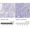 Spermatogenesis Associated 16 antibody, NBP2-13368, Novus Biologicals, Immunohistochemistry paraffin image 