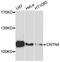 Contactin-4 antibody, A10339, ABclonal Technology, Western Blot image 