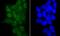 SWI/SNF Related, Matrix Associated, Actin Dependent Regulator Of Chromatin Subfamily C Member 1 antibody, NBP2-75666, Novus Biologicals, Immunofluorescence image 