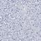 Elastin antibody, NBP1-80710, Novus Biologicals, Immunohistochemistry paraffin image 