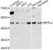 Ret Finger Protein Like 2 antibody, LS-C749603, Lifespan Biosciences, Western Blot image 