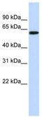 SH3 Domain Binding Protein 2 antibody, TA342205, Origene, Western Blot image 