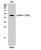 Aurora Kinase A antibody, STJ90805, St John
