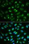 Interleukin 7 antibody, LS-B14351, Lifespan Biosciences, Immunofluorescence image 