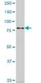 RAS And EF-Hand Domain Containing antibody, H00158158-M01, Novus Biologicals, Western Blot image 