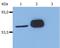 LCK Proto-Oncogene, Src Family Tyrosine Kinase antibody, MA1-19197, Invitrogen Antibodies, Western Blot image 