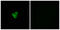 Platelet Activating Factor Receptor antibody, LS-C120943, Lifespan Biosciences, Immunofluorescence image 