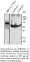 Luciferase antibody, AB0131-500, SICGEN, Western Blot image 