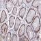 TGF-Beta Activated Kinase 1 (MAP3K7) Binding Protein 1 antibody, NBP2-38819, Novus Biologicals, Immunohistochemistry frozen image 