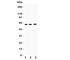 Flavin Containing Dimethylaniline Monoxygenase 5 antibody, R31220, NSJ Bioreagents, Western Blot image 