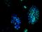 Cyclin D2 antibody, GTX60131, GeneTex, Immunocytochemistry image 