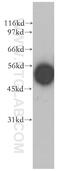 EDIL3 antibody, 12580-1-AP, Proteintech Group, Western Blot image 