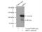 Bromodomain Containing 2 antibody, 22236-1-AP, Proteintech Group, Immunoprecipitation image 