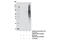 Tyrosine antibody, 8095S, Cell Signaling Technology, Immunoprecipitation image 