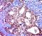 Dihydrouridine Synthase 2 antibody, orb183219, Biorbyt, Immunohistochemistry paraffin image 