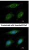 E3 ubiquitin-protein ligase RNF6 antibody, NBP1-31039, Novus Biologicals, Immunocytochemistry image 