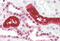 Uromodulin antibody, MBS245507, MyBioSource, Immunohistochemistry frozen image 