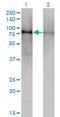 Debranching RNA Lariats 1 antibody, H00051163-M01, Novus Biologicals, Western Blot image 