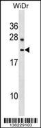 Lysozyme-like protein 6 antibody, 58-804, ProSci, Western Blot image 