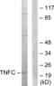 Lymphotoxin Beta antibody, abx013583, Abbexa, Western Blot image 