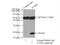 Transcription elongation factor B polypeptide 2 antibody, 10779-1-AP, Proteintech Group, Immunoprecipitation image 