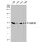 Cyclin A2 antibody, NBP1-31330, Novus Biologicals, Western Blot image 