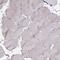 Melanoma inhibitory activity protein 3 antibody, PA5-63351, Invitrogen Antibodies, Immunohistochemistry frozen image 