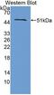 Thyroid Hormone Receptor Interactor 6 antibody, abx131404, Abbexa, Western Blot image 