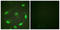 p53 antibody, LS-B6757, Lifespan Biosciences, Immunofluorescence image 