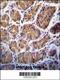 Transmembrane Serine Protease 15 antibody, 56-304, ProSci, Immunohistochemistry frozen image 