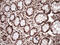 Tripartite Motif Containing 28 antibody, LS-C796559, Lifespan Biosciences, Immunohistochemistry paraffin image 