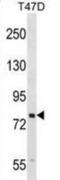 SEL1L Adaptor Subunit Of ERAD E3 Ubiquitin Ligase antibody, abx028912, Abbexa, Western Blot image 