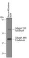 Collagen Type XXIII Alpha 1 Chain antibody, AF4165, R&D Systems, Western Blot image 