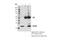 RAB38, Member RAS Oncogene Family antibody, 14365S, Cell Signaling Technology, Immunoprecipitation image 