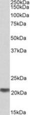 MRG Domain Binding Protein antibody, MBS422905, MyBioSource, Western Blot image 