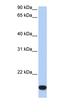 Putative zinc finger protein 826 antibody, orb325583, Biorbyt, Western Blot image 