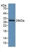 Toll Like Receptor 8 antibody, LS-C663701, Lifespan Biosciences, Western Blot image 