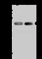 Syntaxin 18 antibody, 203419-T44, Sino Biological, Western Blot image 