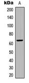 Frizzled Class Receptor 9 antibody, LS-C358990, Lifespan Biosciences, Western Blot image 