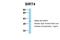 Sirtuin 4 antibody, 31-260, ProSci, Western Blot image 