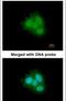 FKBP Prolyl Isomerase 4 antibody, PA5-22277, Invitrogen Antibodies, Immunofluorescence image 