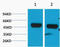 ATPase Na+/K+ Transporting Subunit Beta 1 antibody, STJ97219, St John