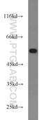 Pleiotropic Regulator 1 antibody, 11914-1-AP, Proteintech Group, Western Blot image 