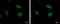 Timeless Circadian Regulator antibody, GTX129604, GeneTex, Immunocytochemistry image 