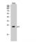 Prostaglandin E Synthase 3 antibody, LS-C385269, Lifespan Biosciences, Western Blot image 