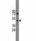 Indian Hedgehog Signaling Molecule antibody, F40065-0.4ML, NSJ Bioreagents, Western Blot image 