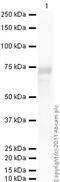 CD40 Molecule antibody, ab13545, Abcam, Western Blot image 