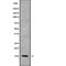 Potassium Voltage-Gated Channel Subfamily E Regulatory Subunit 5 antibody, abx216377, Abbexa, Western Blot image 