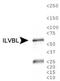 IlvB Acetolactate Synthase Like antibody, NBP1-78433, Novus Biologicals, Western Blot image 