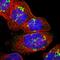 Solute Carrier Family 35 Member E1 antibody, HPA016570, Atlas Antibodies, Immunofluorescence image 